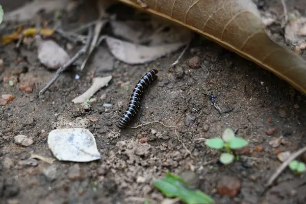 Sera kırkayakları çiftleşiyor. Yaygın isimleri Oxidus gracilis, sera kırkayağı, kırkayak ve kırkayak. Paradoksomatidae familyasından bir kırkayak türüdür..