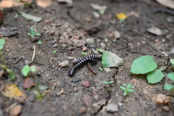 Sera kırkayakları çiftleşiyor. Yaygın isimleri Oxidus gracilis, sera kırkayağı, kırkayak ve kırkayak. Paradoksomatidae familyasından bir kırkayak türüdür..