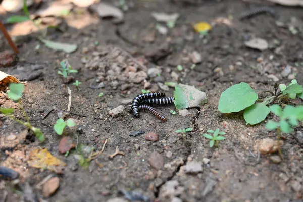 Sera kırkayakları çiftleşiyor. Yaygın isimleri Oxidus gracilis, sera kırkayağı, kırkayak ve kırkayak. Paradoksomatidae familyasından bir kırkayak türüdür..