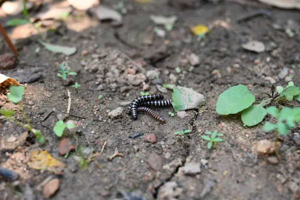 Sera kırkayakları çiftleşiyor. Yaygın isimleri Oxidus gracilis, sera kırkayağı, kırkayak ve kırkayak. Paradoksomatidae familyasından bir kırkayak türüdür..