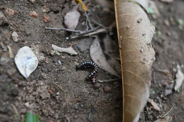 Sera kırkayakları çiftleşiyor. Yaygın isimleri Oxidus gracilis, sera kırkayağı, kırkayak ve kırkayak. Paradoksomatidae familyasından bir kırkayak türüdür..