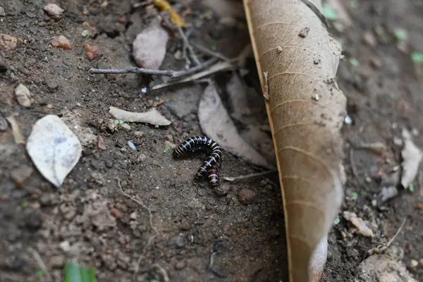 Sera kırkayakları çiftleşiyor. Yaygın isimleri Oxidus gracilis, sera kırkayağı, kırkayak ve kırkayak. Paradoksomatidae familyasından bir kırkayak türüdür..