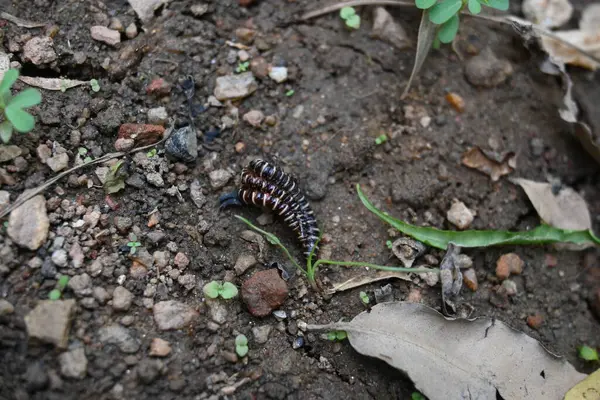 Sera kırkayakları çiftleşiyor. Yaygın isimleri Oxidus gracilis, sera kırkayağı, kırkayak ve kırkayak. Paradoksomatidae familyasından bir kırkayak türüdür..