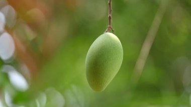Ağaçta asılı mango. Ağaçta çiğ mango. Mango popüler bir meyvedir. Ona meyvelerin kralı deniyor. Turşusu çok lezzetli. Sebzeler de ondan yapılabilir. Yeşil Mangolar. 