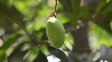 Ağaçta asılı mango. Ağaçta çiğ mango. Mango popüler bir meyvedir. Ona meyvelerin kralı deniyor. Turşusu çok lezzetli. Sebzeler de ondan yapılabilir. Yeşil Mangolar. 
