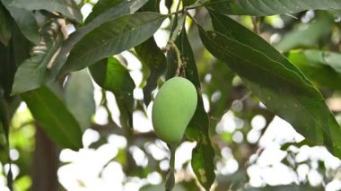 Ağaçta asılı mango. Ağaçta çiğ mango. Mango popüler bir meyvedir. Ona meyvelerin kralı deniyor. Turşusu çok lezzetli. Sebzeler de ondan yapılabilir. Yeşil Mangolar. 