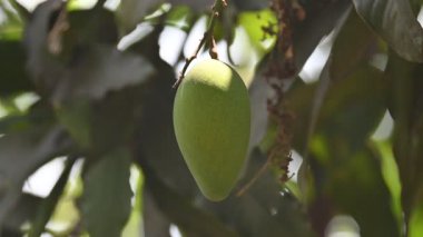 Ağaçta asılı mango. Ağaçta çiğ mango. Mango popüler bir meyvedir. Ona meyvelerin kralı deniyor. Turşusu çok lezzetli. Sebzeler de ondan yapılabilir. Yeşil Mangolar. 