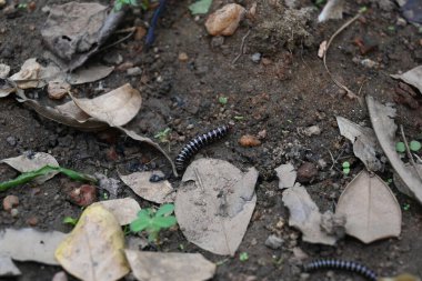 Sera kırkayağı. Yaygın isimleri Oxidus gracilis, sera kırkayağı, kırkayak ve kırkayak. Paradoksomatidae familyasından bir kırkayak türüdür..