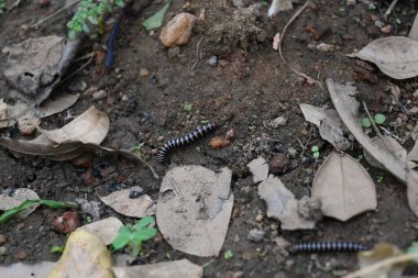 Sera kırkayağı. Yaygın isimleri Oxidus gracilis, sera kırkayağı, kırkayak ve kırkayak. Paradoksomatidae familyasından bir kırkayak türüdür..