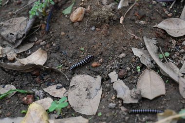 Sera kırkayağı. Yaygın isimleri Oxidus gracilis, sera kırkayağı, kırkayak ve kırkayak. Paradoksomatidae familyasından bir kırkayak türüdür..