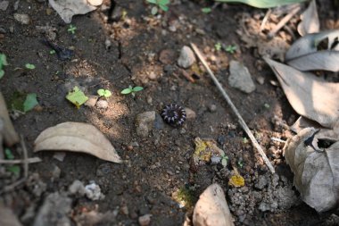 Sera kırkayağı. Yaygın isimleri Oxidus gracilis, sera kırkayağı, kırkayak ve kırkayak. Paradoksomatidae familyasından bir kırkayak türüdür..