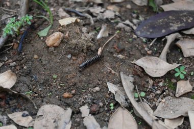 Sera kırkayağı. Yaygın isimleri Oxidus gracilis, sera kırkayağı, kırkayak ve kırkayak. Paradoksomatidae familyasından bir kırkayak türüdür..