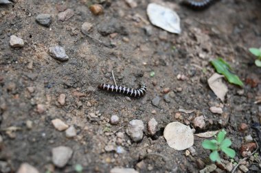 Sera kırkayağı. Yaygın isimleri Oxidus gracilis, sera kırkayağı, kırkayak ve kırkayak. Paradoksomatidae familyasından bir kırkayak türüdür..