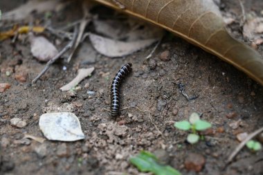 Sera kırkayağı. Yaygın isimleri Oxidus gracilis, sera kırkayağı, kırkayak ve kırkayak. Paradoksomatidae familyasından bir kırkayak türüdür..