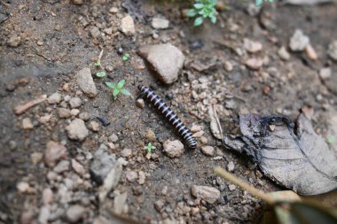 Sera kırkayağı. Yaygın isimleri Oxidus gracilis, sera kırkayağı, kırkayak ve kırkayak. Paradoksomatidae familyasından bir kırkayak türüdür..