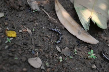 Sera kırkayağı. Yaygın isimleri Oxidus gracilis, sera kırkayağı, kırkayak ve kırkayak. Paradoksomatidae familyasından bir kırkayak türüdür..