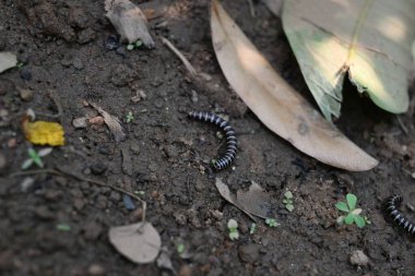 Sera kırkayağı. Yaygın isimleri Oxidus gracilis, sera kırkayağı, kırkayak ve kırkayak. Paradoksomatidae familyasından bir kırkayak türüdür..