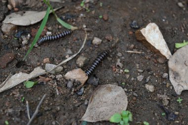 Sera kırkayağı. Yaygın isimleri Oxidus gracilis, sera kırkayağı, kırkayak ve kırkayak. Paradoksomatidae familyasından bir kırkayak türüdür..