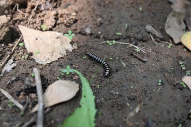 Sera kırkayağı. Yaygın isimleri Oxidus gracilis, sera kırkayağı, kırkayak ve kırkayak. Paradoksomatidae familyasından bir kırkayak türüdür..