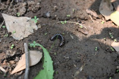 Sera kırkayağı. Yaygın isimleri Oxidus gracilis, sera kırkayağı, kırkayak ve kırkayak. Paradoksomatidae familyasından bir kırkayak türüdür..