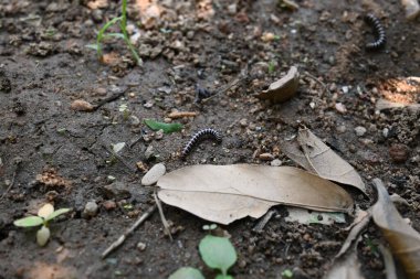 Sera kırkayağı. Yaygın isimleri Oxidus gracilis, sera kırkayağı, kırkayak ve kırkayak. Paradoksomatidae familyasından bir kırkayak türüdür..