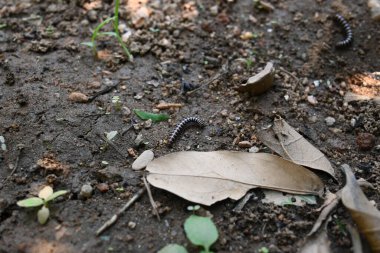 Sera kırkayağı. Yaygın isimleri Oxidus gracilis, sera kırkayağı, kırkayak ve kırkayak. Paradoksomatidae familyasından bir kırkayak türüdür..