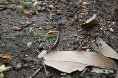 Sera kırkayağı. Yaygın isimleri Oxidus gracilis, sera kırkayağı, kırkayak ve kırkayak. Paradoksomatidae familyasından bir kırkayak türüdür..