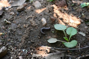 Sera kırkayağı. Yaygın isimleri Oxidus gracilis, sera kırkayağı, kırkayak ve kırkayak. Paradoksomatidae familyasından bir kırkayak türüdür..