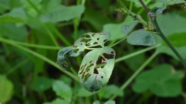 Böcekler gül yaprakları yedi ve onlarda delikler açtı. Bitkinin bu durumu tırtıl ya da böcek saldırısından kaynaklanır. Hastalıklı gül yaprakları veya bitkiler.