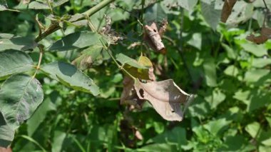 Böcekler gül yaprakları yedi ve onlarda delikler açtı. Bitkinin bu durumu tırtıl ya da böcek saldırısından kaynaklanır. Hastalıklı gül yaprakları veya bitkiler.