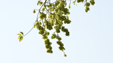 Holoptelea ya da Hint Karaağacı. Ulmaceae ailesindeki yaprak döken ağaçların gündemidir. Ağaç kabuğu ve yapraklar oödem, diyabet, cüzam ve diğer deri hastalıklarının tedavisinde kullanılır..