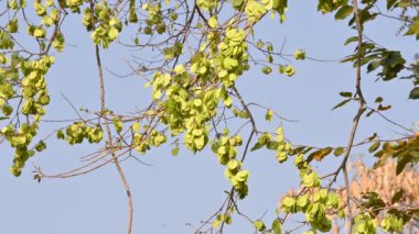 Holoptelea ya da Hint Karaağacı. Ulmaceae ailesindeki yaprak döken ağaçların gündemidir. Ağaç kabuğu ve yapraklar oödem, diyabet, cüzam ve diğer deri hastalıklarının tedavisinde kullanılır..
