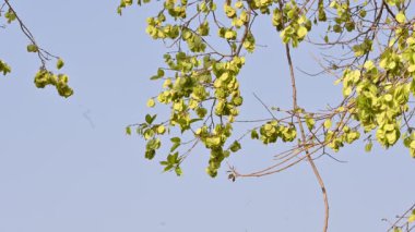 Holoptelea ya da Hint Karaağacı. Ulmaceae ailesindeki yaprak döken ağaçların gündemidir. Ağaç kabuğu ve yapraklar oödem, diyabet, cüzam ve diğer deri hastalıklarının tedavisinde kullanılır..