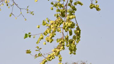 Holoptelea ya da Hint Karaağacı. Ulmaceae ailesindeki yaprak döken ağaçların gündemidir. Ağaç kabuğu ve yapraklar oödem, diyabet, cüzam ve diğer deri hastalıklarının tedavisinde kullanılır..