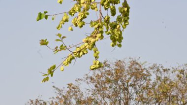 Holoptelea ya da Hint Karaağacı. Ulmaceae ailesindeki yaprak döken ağaçların gündemidir. Ağaç kabuğu ve yapraklar oödem, diyabet, cüzam ve diğer deri hastalıklarının tedavisinde kullanılır..