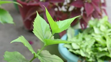 Nyctanthes ağaç tristis bitkisi. Diğer isimleri ise yasemin çiçekleri, keder ağacı, mercan yasemin ve shiuli. Harsigar veya parijat bitkisi.