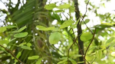 Kırmızı sandal ağacı yaprağı. Yaygın adı Sanders, Red Saunders, Yerra Chandanam, Chenchandanam, Pterocarpus santalinus, Rakta Chandana, andrakto chandon 'dur. Bu Pterocarpusendemic 'in özellikleri.