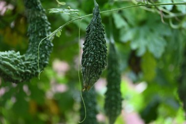 Momordica charantia. Bilinen diğer isimleri; acı kavun, acı kabak, karela, acı kabak, momordika ve balsam armudu. Kökeni Hindistan 'dır. Ürkütücü sebze.