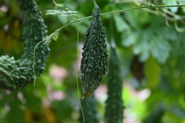 Momordica charantia. Bilinen diğer isimleri; acı kavun, acı kabak, karela, acı kabak, momordika ve balsam armudu. Kökeni Hindistan 'dır. Ürkütücü sebze.