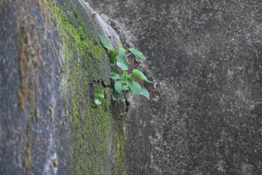 Ficus Reliosa bitkisi tuğla duvarlarda büyüyor. Tohumları tuğla duvarların boşluğunda filizlenir ve yavaşça tüm duvarları kaplar. Diğer adı da Bodhi ağacı, pippala ağacı, peepul ağacı..