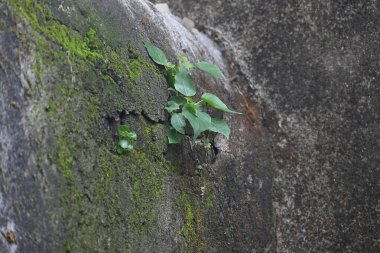 Ficus Reliosa bitkisi tuğla duvarlarda büyüyor. Tohumları tuğla duvarların boşluğunda filizlenir ve yavaşça tüm duvarları kaplar. Diğer adı da Bodhi ağacı, pippala ağacı, peepul ağacı..