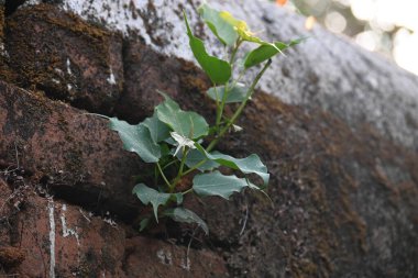 Ficus Reliosa bitkisi tuğla duvarlarda büyüyor. Tohumları tuğla duvarların boşluğunda filizlenir ve yavaşça tüm duvarları kaplar. Diğer adı da Bodhi ağacı, pippala ağacı, peepul ağacı..