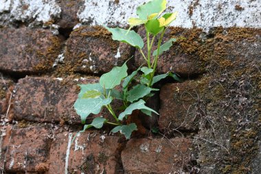 Ficus Reliosa bitkisi tuğla duvarlarda büyüyor. Tohumları tuğla duvarların boşluğunda filizlenir ve yavaşça tüm duvarları kaplar. Diğer adı da Bodhi ağacı, pippala ağacı, peepul ağacı..