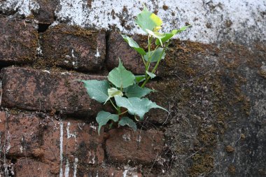 Ficus Reliosa bitkisi tuğla duvarlarda büyüyor. Tohumları tuğla duvarların boşluğunda filizlenir ve yavaşça tüm duvarları kaplar. Diğer adı da Bodhi ağacı, pippala ağacı, peepul ağacı..