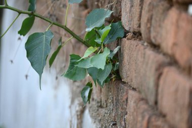 Ficus Reliosa bitkisi tuğla duvarlarda büyüyor. Tohumları tuğla duvarların boşluğunda filizlenir ve yavaşça tüm duvarları kaplar. Diğer adı da Bodhi ağacı, pippala ağacı, peepul ağacı..