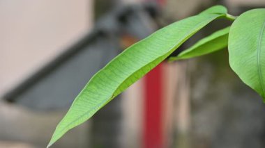 Syzygium cumini yaprakları. Myrtaceae ailesinin çiçek açan bitkisi. Diğer adı Malabar eriği, Java eriği, siyah erik, jamun ve jambolan. Bu bitkinin diyabetik özellikleri var..  