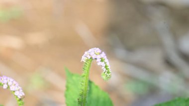 Heliotropium indium çiçekleri. Yıllık bir Hirsute fabrikası. Diğer adı ise Hint heliotrope ve Hint turnsole. Bu atık alanlarda ve yerleşik alanlarda yaygın bir ottur..
