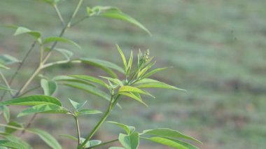 Vitex negundo bitkisi. Diğer adı Çin iffet ağacı, beş yapraklı iffet ağacı, at nalı viteksi, nisinda ve Nirgundi. Büyük bir çalı çırpısı. Bu bir Ayurvedic ilacı..