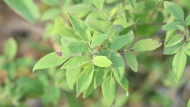 Vitex negundo bitkisi. Diğer adı Çin iffet ağacı, beş yapraklı iffet ağacı, at nalı viteksi, nisinda ve Nirgundi. Büyük bir çalı çırpısı. Bu bir Ayurvedic ilacı..