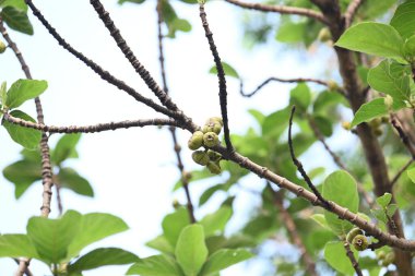 Ficus racemosa meyveleri. Diğer adları İncir Kümesi, Kırmızı Nehir İncir ve Geyiği. Moraceae familyasından bir bitki türü. Avustralya ve tropikal Asya 'ya özgüdür..